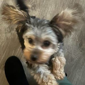 Meet your Posher, Venus